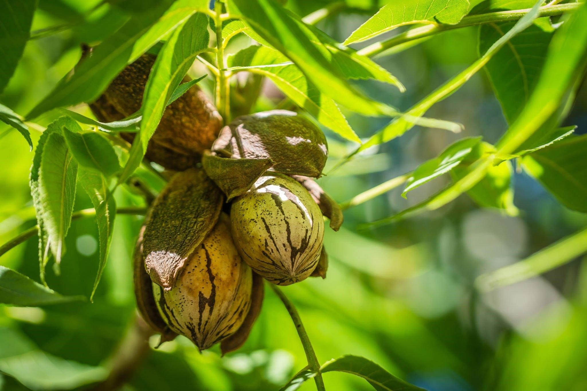 نهال گردو پکان