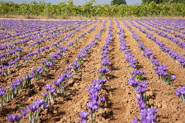 آب و هوای مناسب کشت زعفران